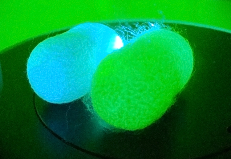A normal silkworm cocoon and a Kraig modified cocoon under UV light.