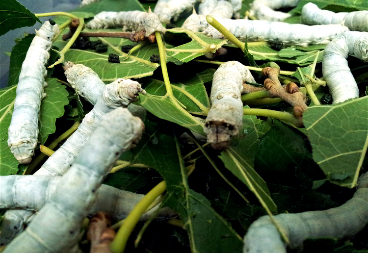 Silkworms feed on mulberry leaves.