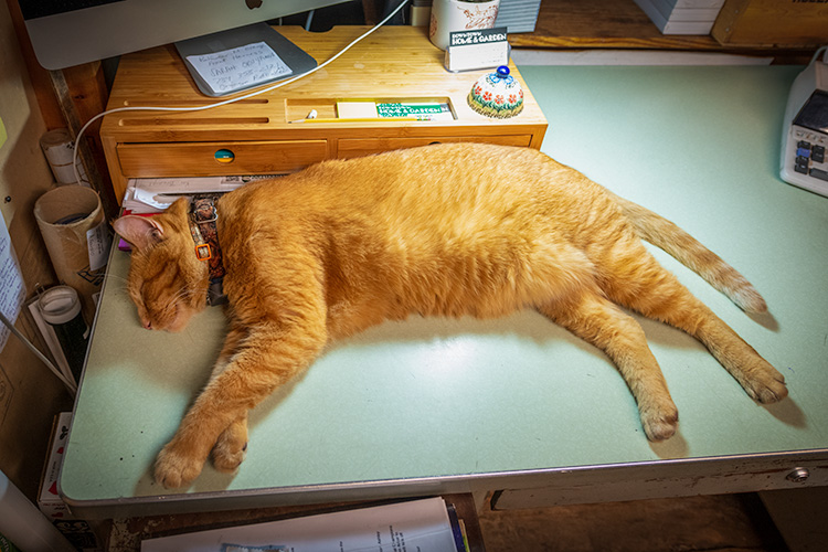 Wallace the store cat at Downtown Home & Garden