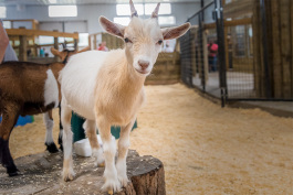 A goat at the Creature Conservancy
