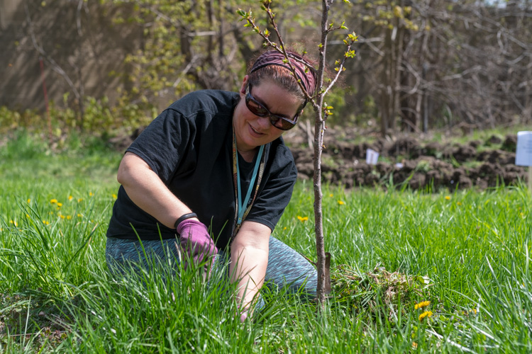 Sandy Eyl at the Cooperative Orchard of Ypsilanti.