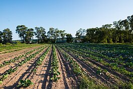 Farm field