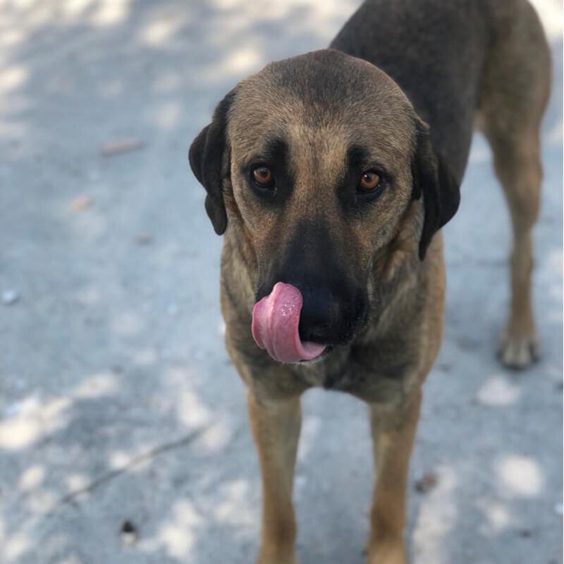 A BirCan user took this picture of a dog they helped feed.