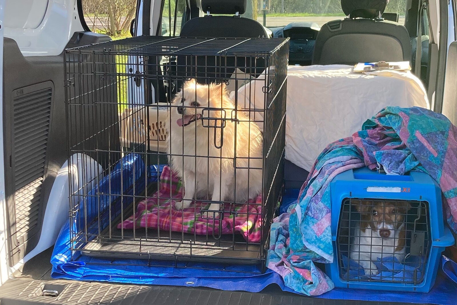Two YMOW client pets on their way to the vet for vaccinations.
