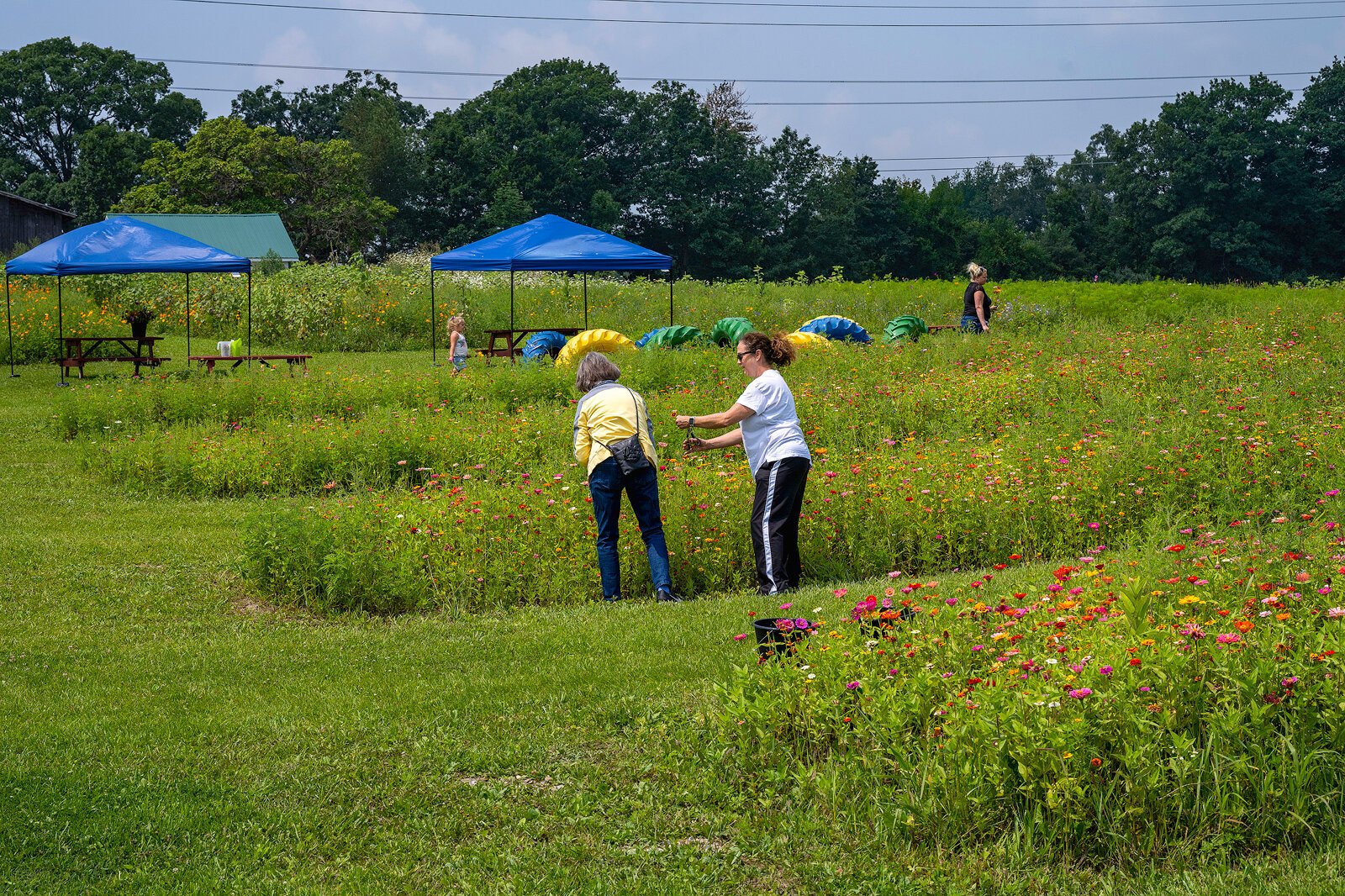 A mother and daughter picking flowers at Manchester Blooms.