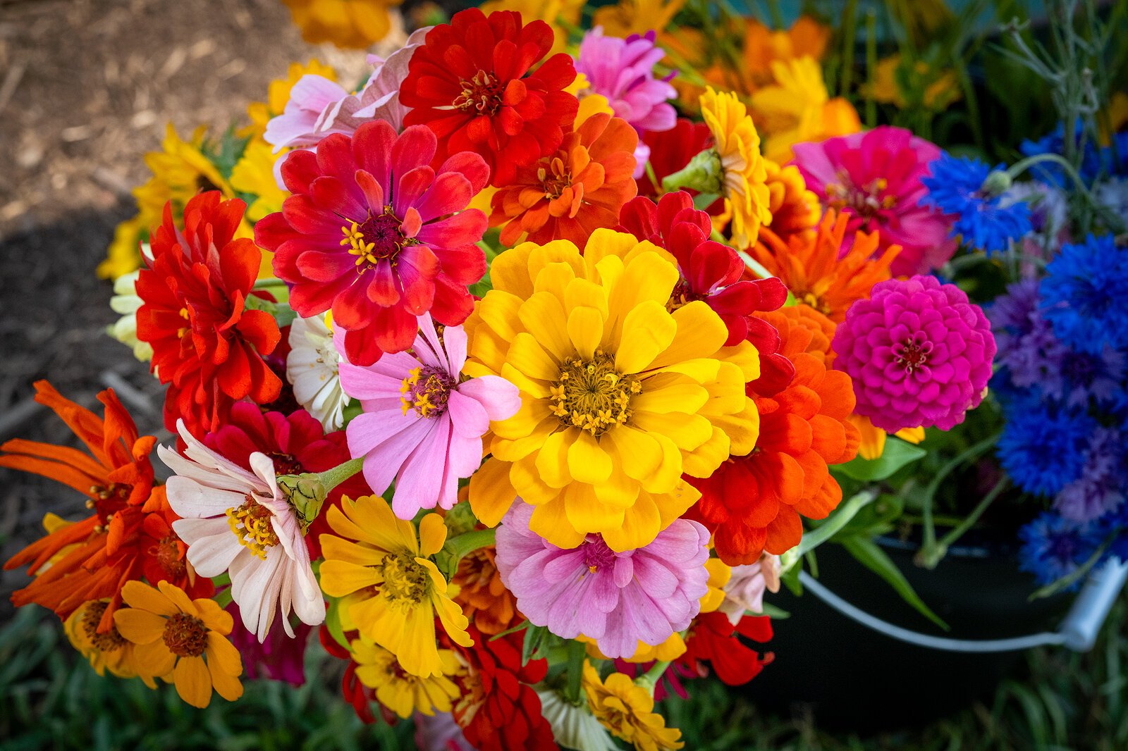 A bouquet of flowers at Manchester Blooms.