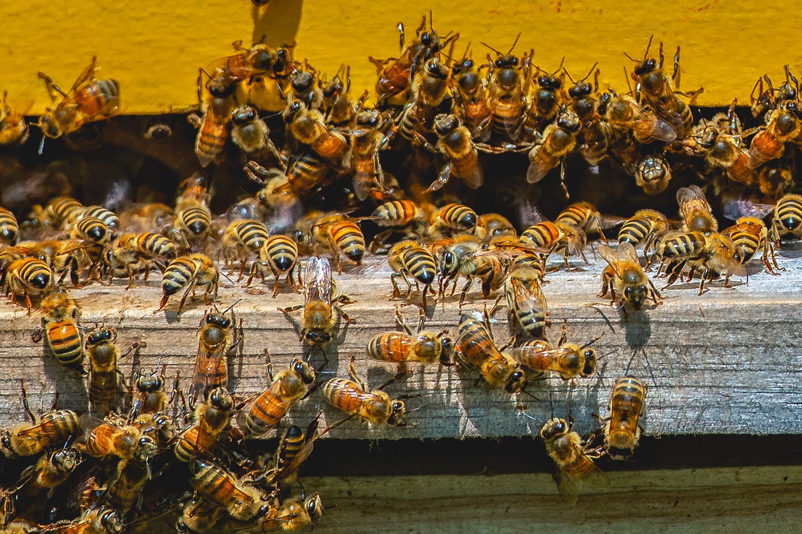 Honey bees flying into a hive at The Farm at St. Joe.