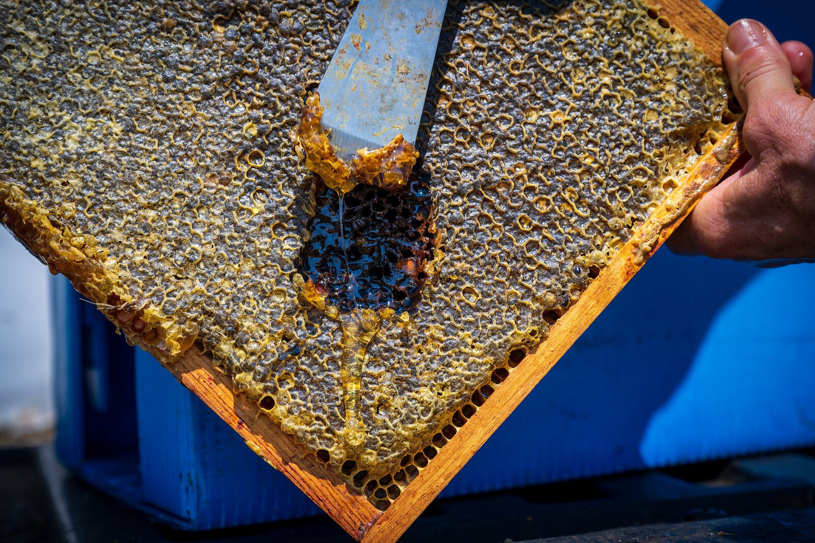 A bee hive frame at The Farm at St. Joe.