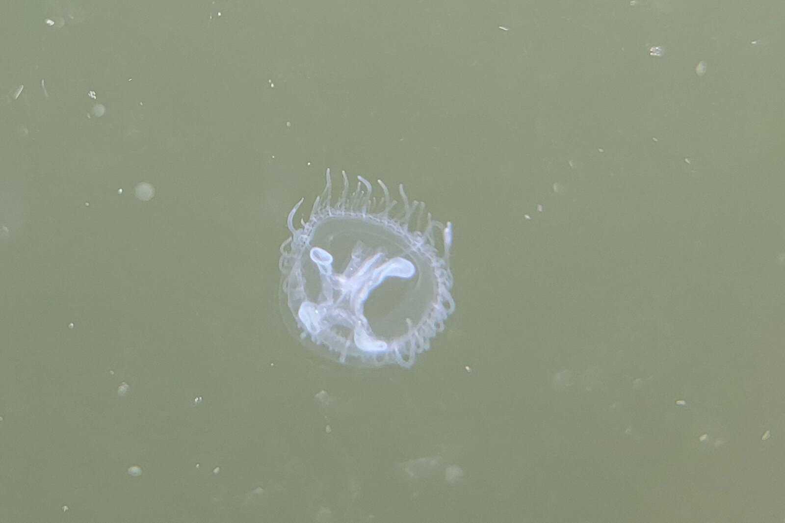 Peach blossom jellyfish in the Eastern Michigan Biology Lab.