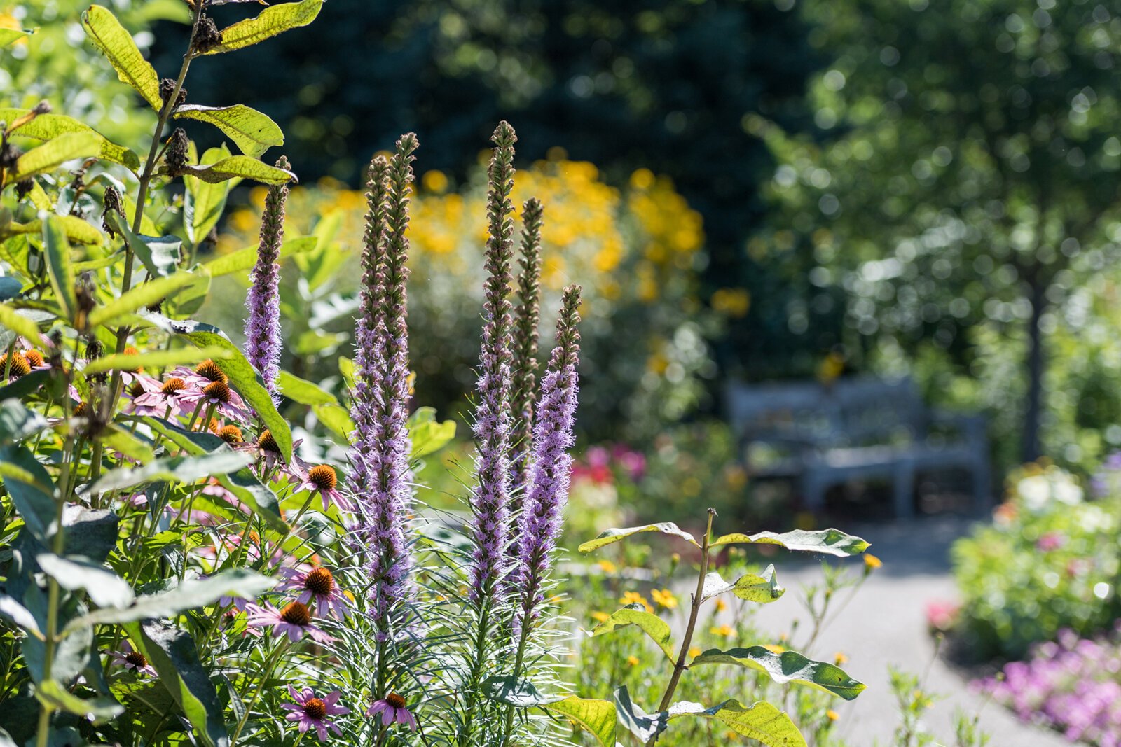 Matthaei Botanical Gardens.