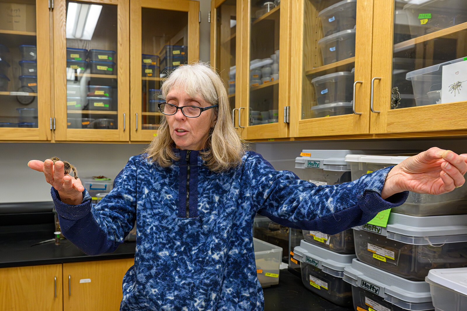 Dr. Cara Shillington holds up a tarantula web.