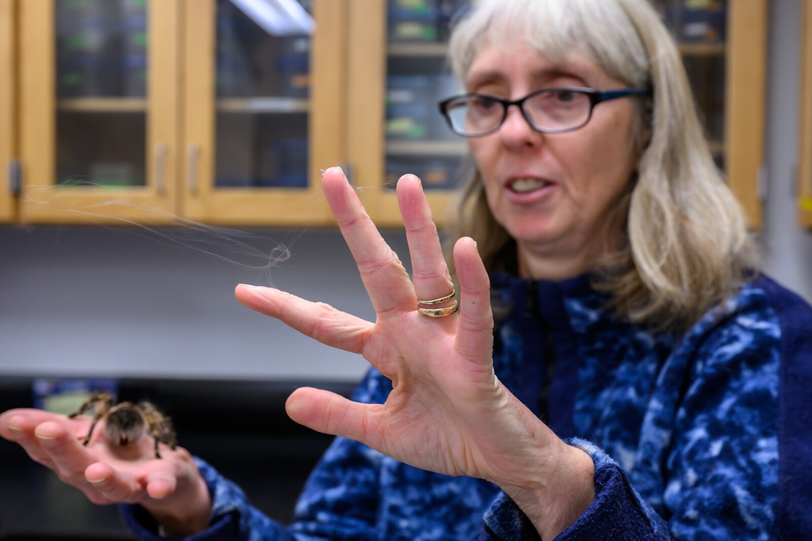Dr. Cara Shillington holds up a tarantula web.