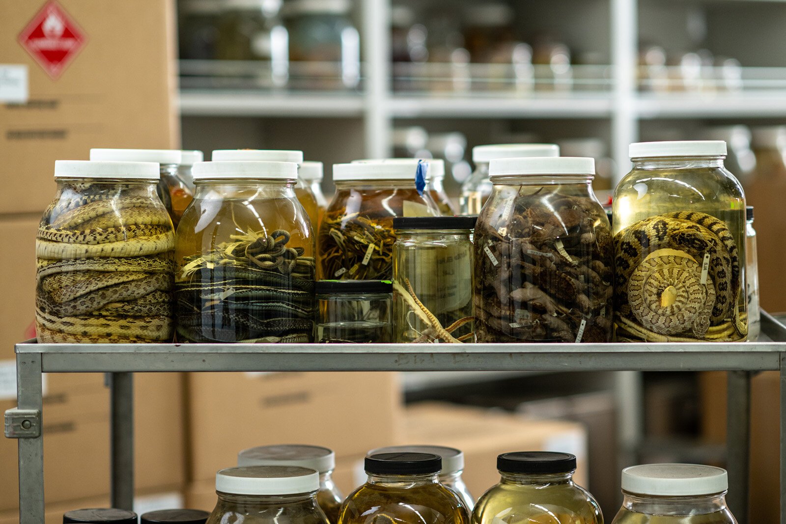 Just a few of the snake specimens the University of Michigan Museum of Zoology recently acquired from Oregon State University.