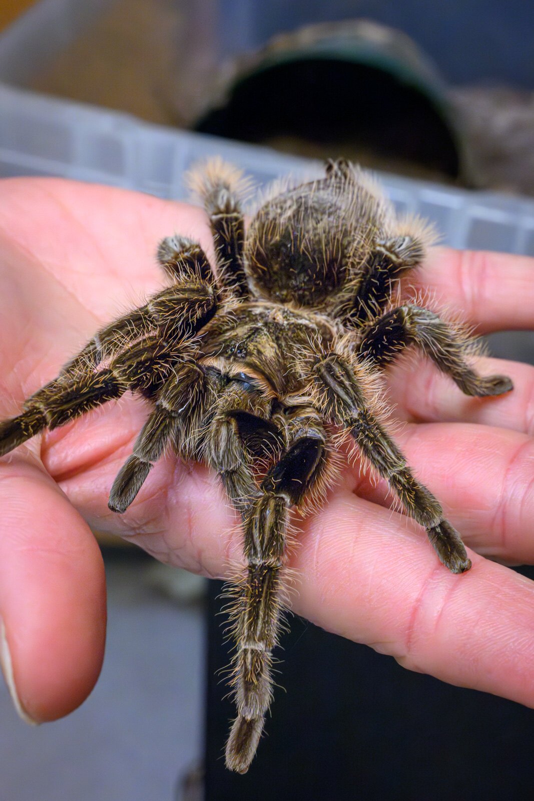 A tarantula at the EMU tarantula lab.