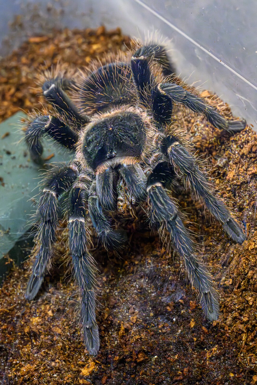 A tarantula eating a cricket at the EMU tarantula lab.