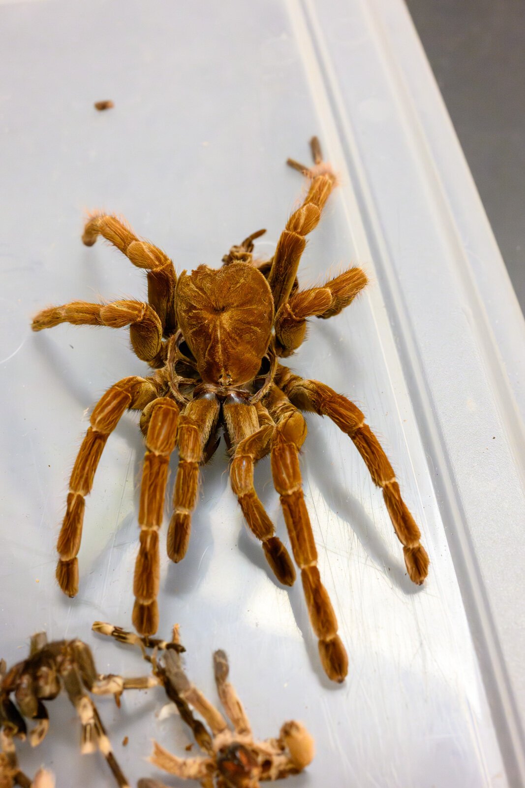 A tarantula exo-skeleton at the EMU tarantula lab.