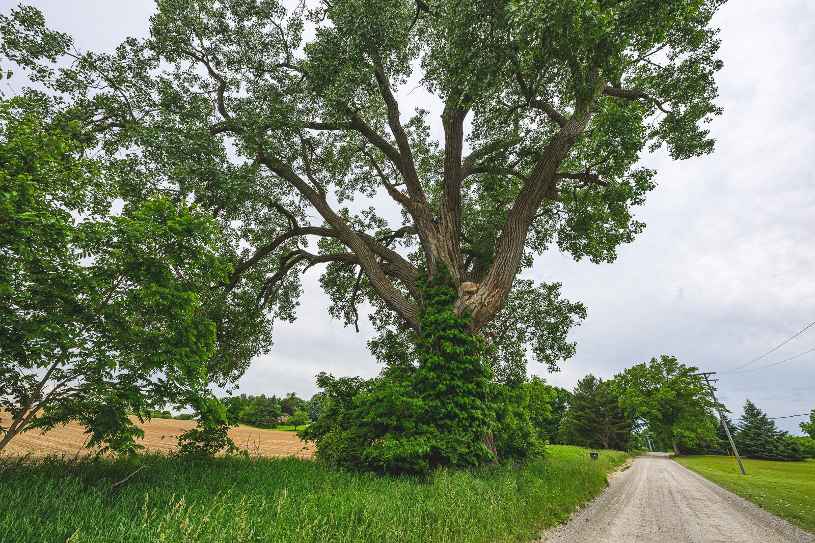 The eastern cottonwood at 3180 Braun Road in Saline.
