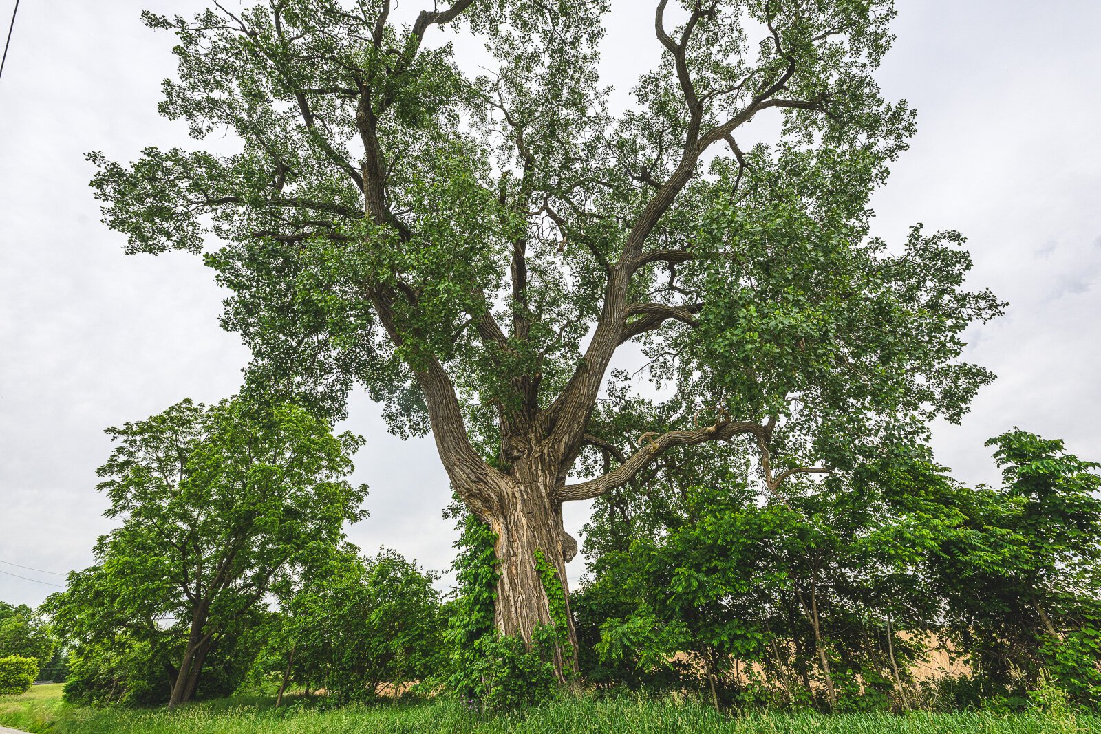 The eastern cottonwood at 3180 Braun Road in Saline.