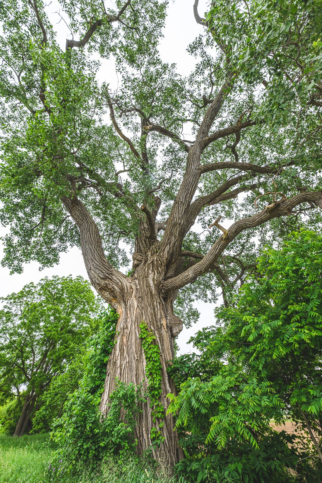 The eastern cottonwood at 3180 Braun Road in Saline.