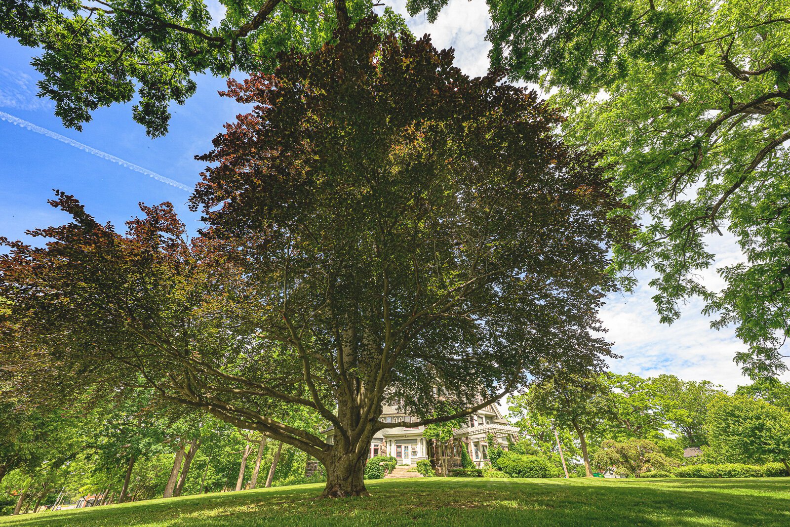 European beech at 600 N. River St. in Ypsilanti.