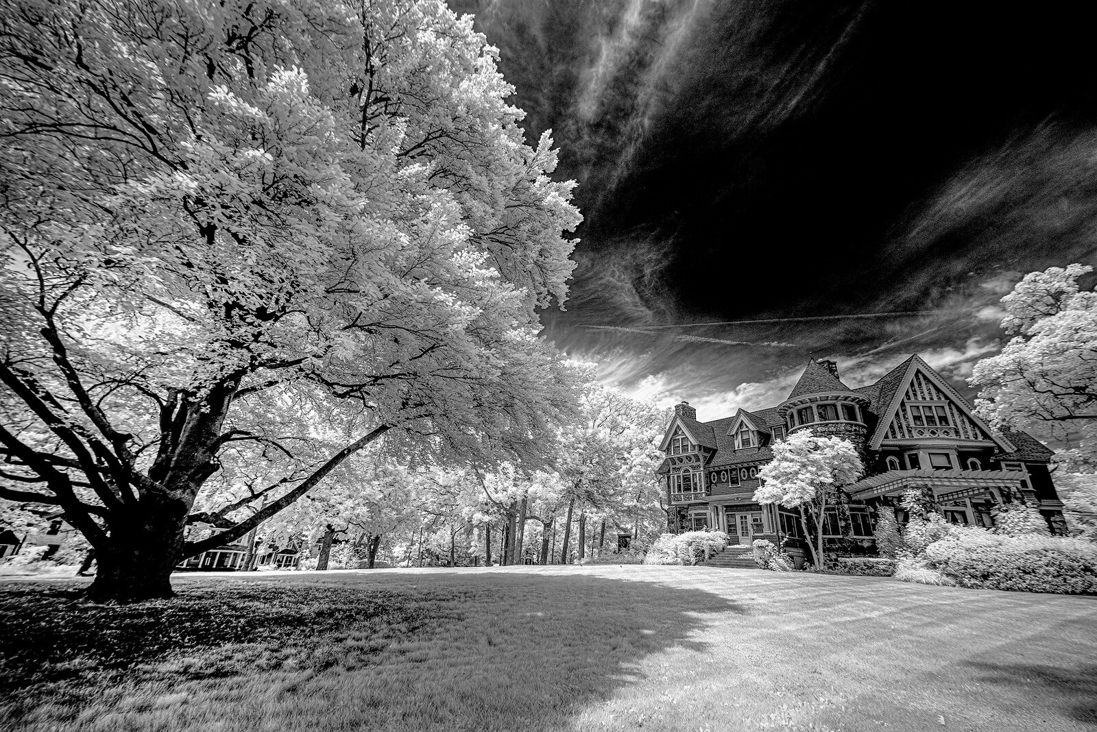 European beech at 600 N. River St. in Ypsilanti.
