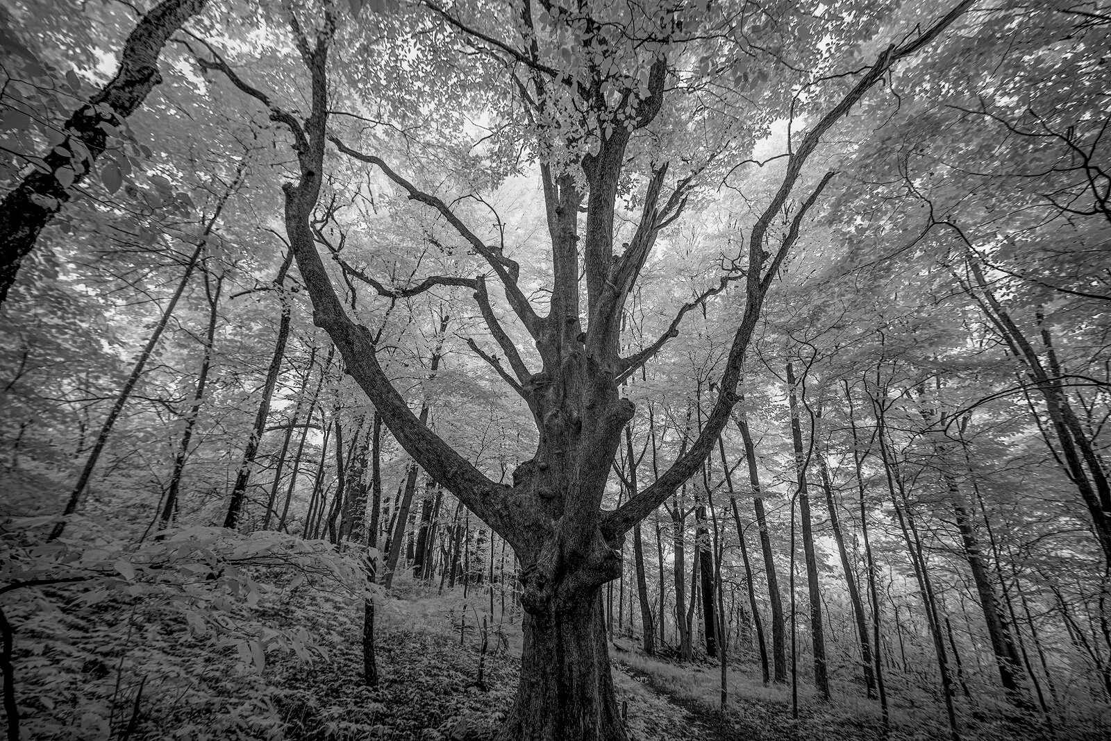The national champion ironwood at Hewen’s Creek Park.
