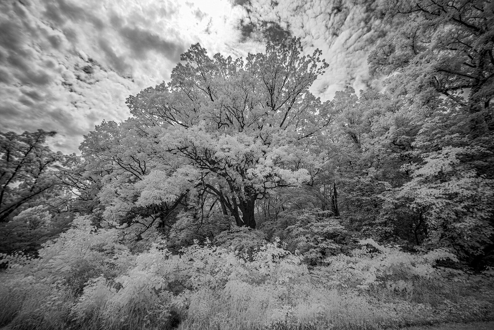 Chinkapin Oak at Wurster Park.
