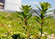 green-ab