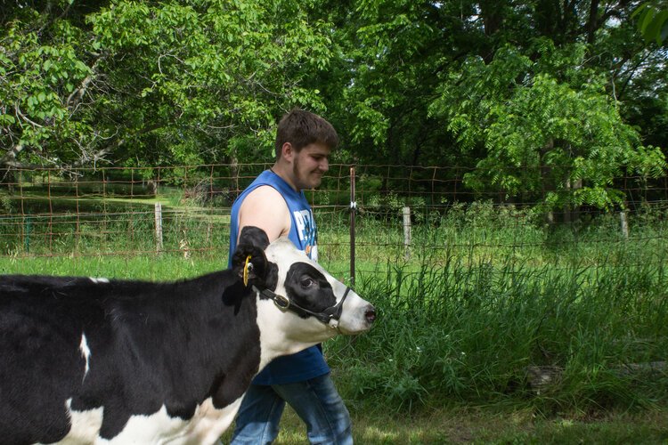 Hunter Geiger, 17, walks his cow, Bandit. Geiger plans to show Bandit this year as his 4H project. 