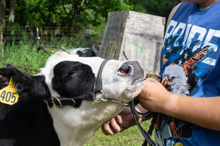 Hunter Geiger, 17, pets his cow, Bandit. Geiger plans to show Bandit this year as his 4H project. 
