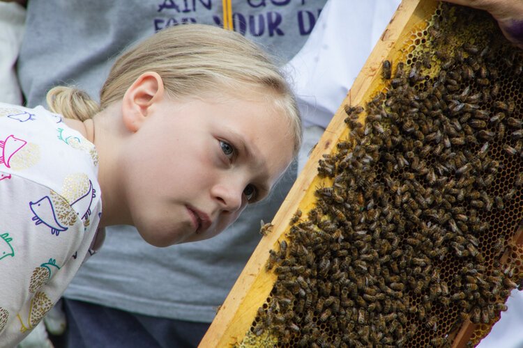 Ashiah Miller, 10, who is in the BEElievers program through 4H, looks closely at a group of bees.
