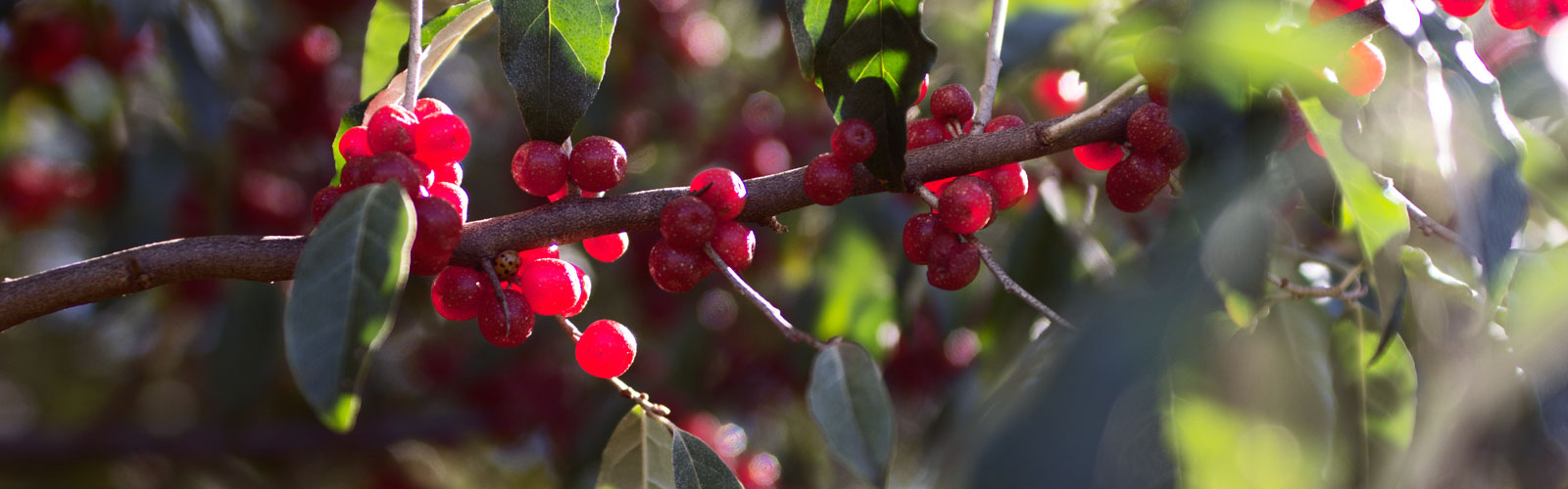 Ripe berries on an Autumn Olive shrub at Paul Siers' Autumn Berry Farm (Nov. 2018)