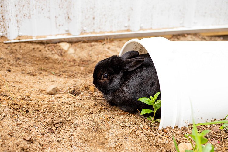 Luna is one of the therapy rabbits at the new bunny barn at HopeWell Ranch, located in Weidman, Michigan.