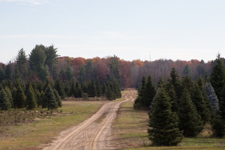 Vander Sys Tree Farm Nursery sells decorations such as wreaths, garland, and grave blankets, and offers customers the option to choose and cut down their own tree.