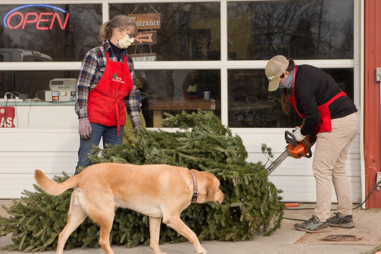 Vander Sys Tree Farm Nursery owner Laura Allen, her daughter Hanna, and the family dog Wilson, help put the finishing touches on a tree for a customer, removing the lower branches of a tree.
