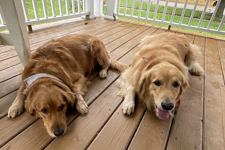 Rosie and Cooper, the Justis family's two lazy golden retrievers, are the inspiration behind Sleepy Dog Books.