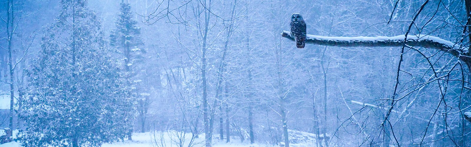 Owl overlooks the Chippewa River.