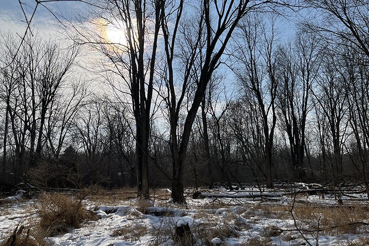 The Mill Pond Natural Area is within walking distance to Central Michigan University in Mt. Pleasant. (Photo Courtesy of the Chippewa Watershed Conservancy)