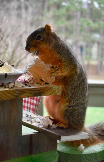 A pregnant squirrel, that the Walters family has named Fern, dines on gelatin and seeds outside the family’s home in Mount Pleasant.