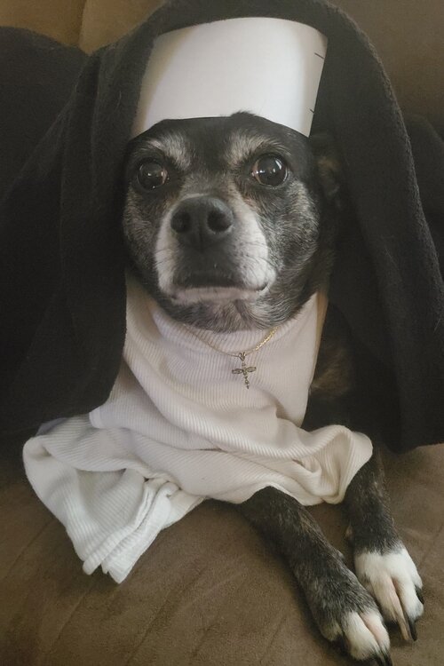 Jessica Kroll kept herself busy by dressing her dog Ellie up as a nun in Mount Pleasant. 