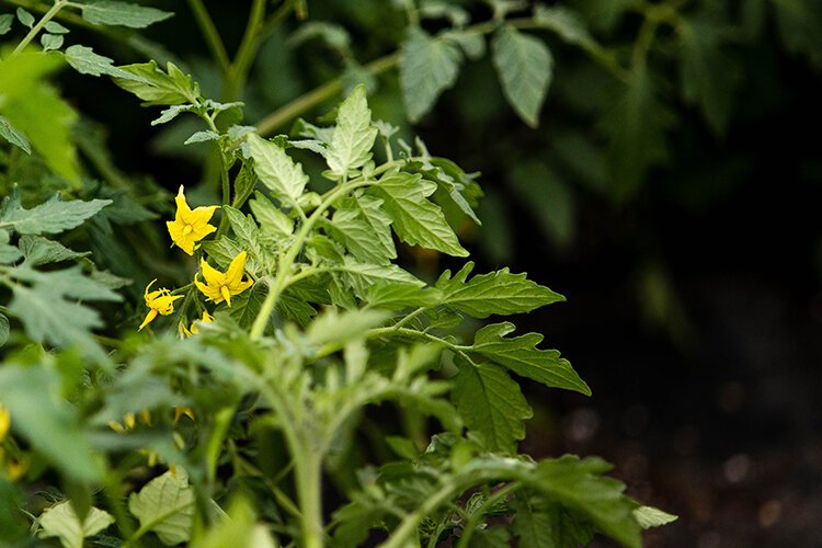 A Sun Sugar Hybrid Cherry Tomato plant blooms in a Pleasant Thyme greenhouse. The variety is one of over 40 Breedlove grows.