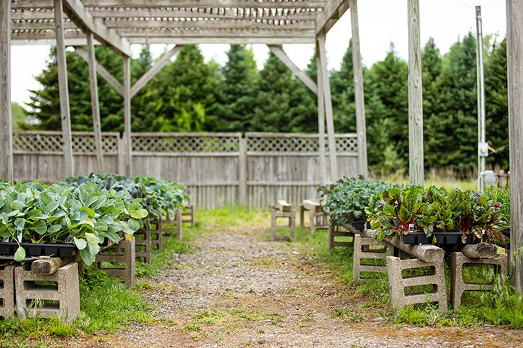 Plants that are available for purchase spill out of the greenhouses and onto display on the property’s picnic tables. 
