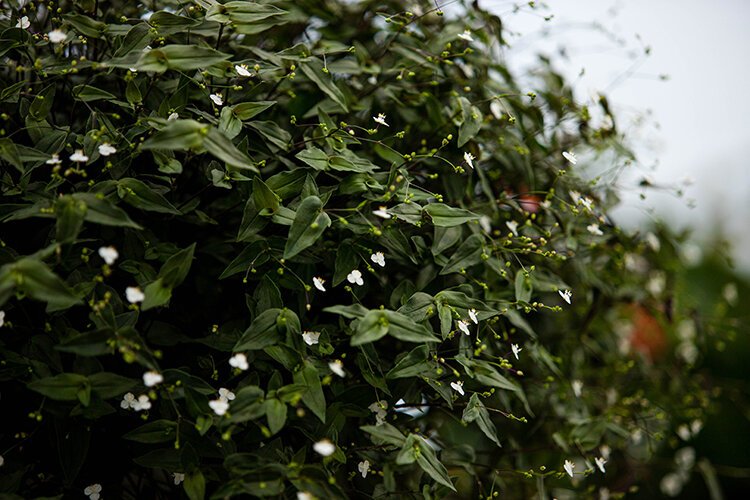 Pleasant Thyme Herb Farm sells a variety of hanging, flowering plants. Pictured here is baby’s breath. “One of the hardest [plants] to kill,” says Owner David Breedlove.