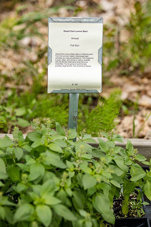 Many plants at Pleasant Thyme feature a tag that provides information on the variety name, suggested care, and history, like the Sweet Dani Lemon Basil seen here.
