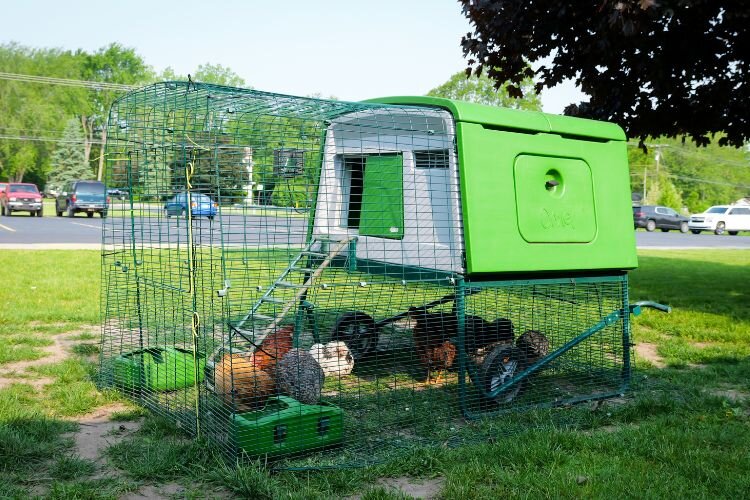 Students at Renaissance Public School Academy house 12 chickens between two coops on their school’s property.