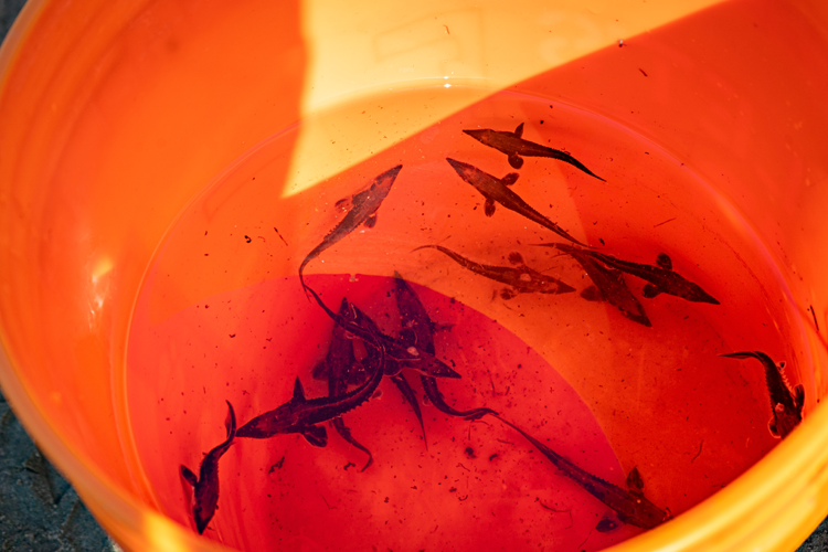 Juvenile sturgeon ready for release.