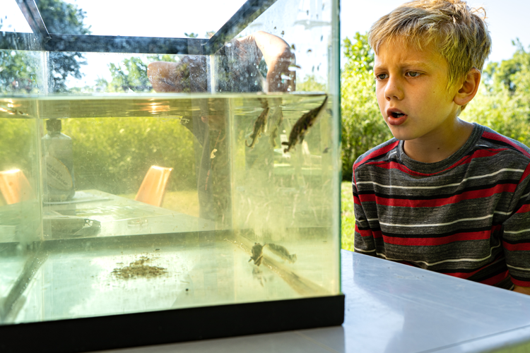 The release, hosted by the Chippewa Nature Center, was the first of four reintroduction locations. 