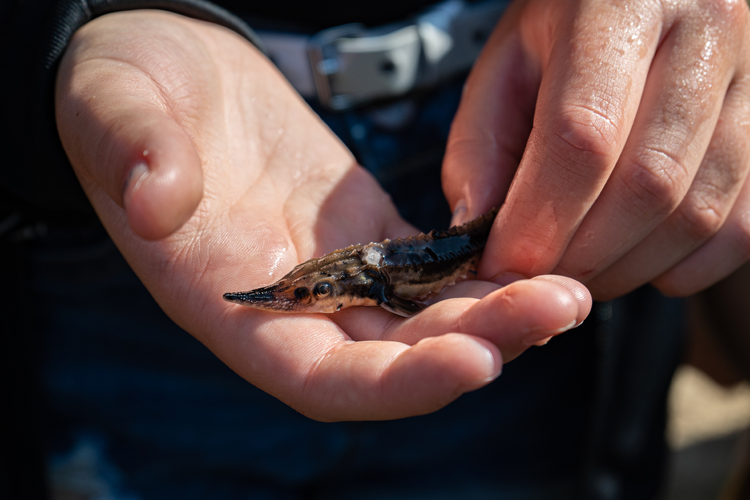 Raising sturgeon has also entered the educational system as nearly 20 schools in Michigan have adopted the Sturgeon in the Classroom program.