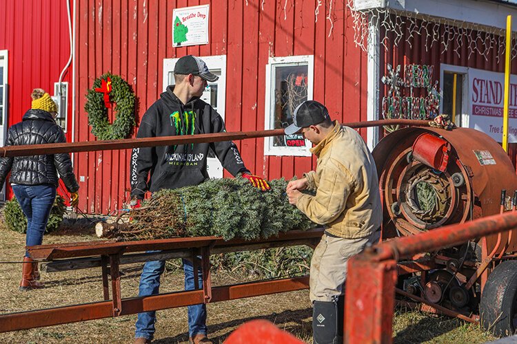 Employees wrap up a tree for a family to take home and enjoy for the holidays.