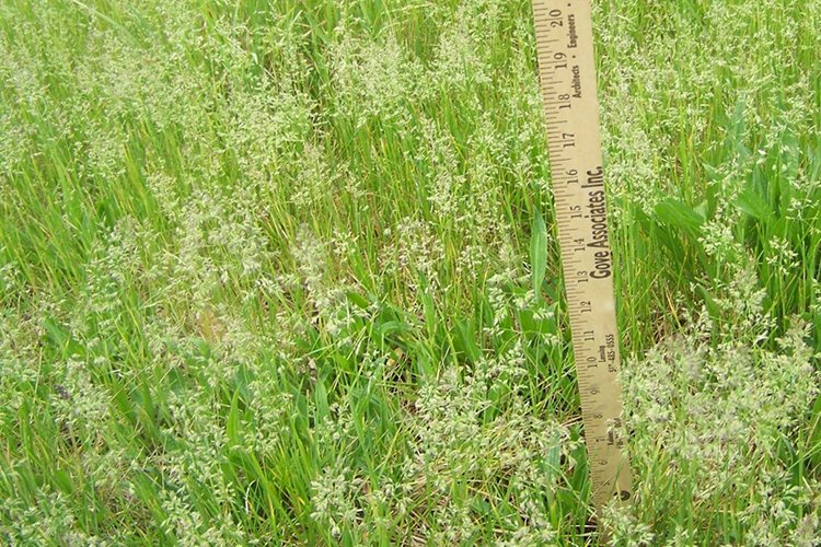 Union Township has made great strides resolving tall grass and noxious weeds complaints. Local ordinances say their height cannot exceed 12 inches.